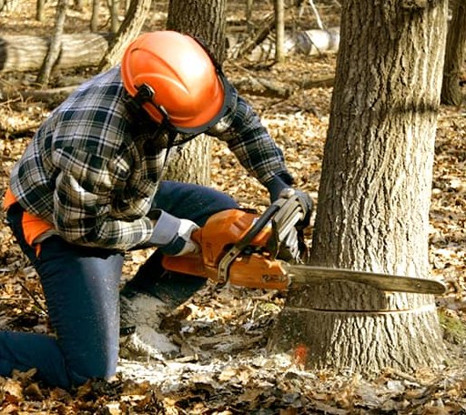 Tree Removal in Mentone, IN